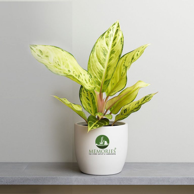 Aglaonema Yellow Green