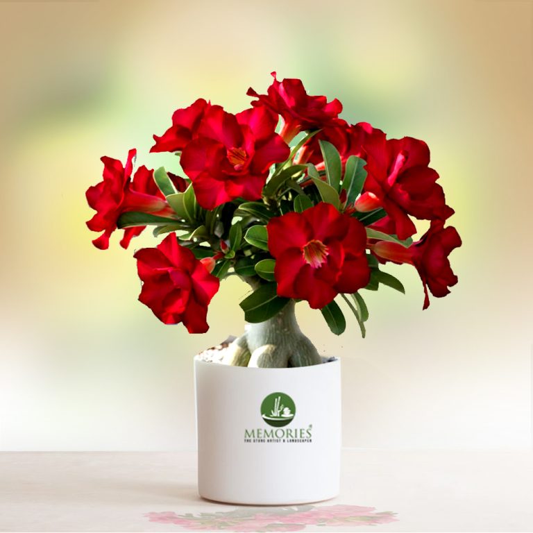 Air Layered Adenium