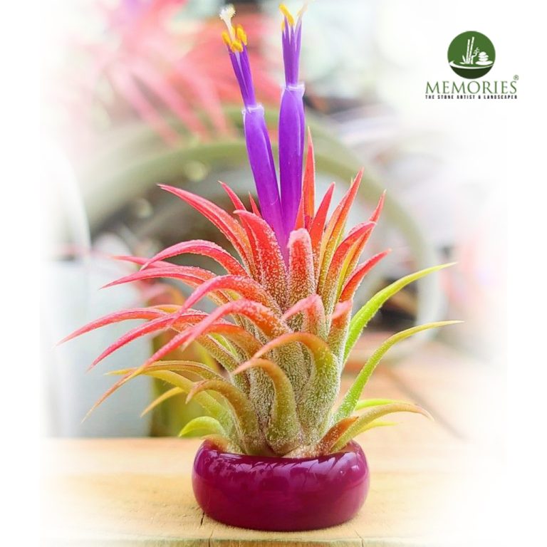 Air plant b1