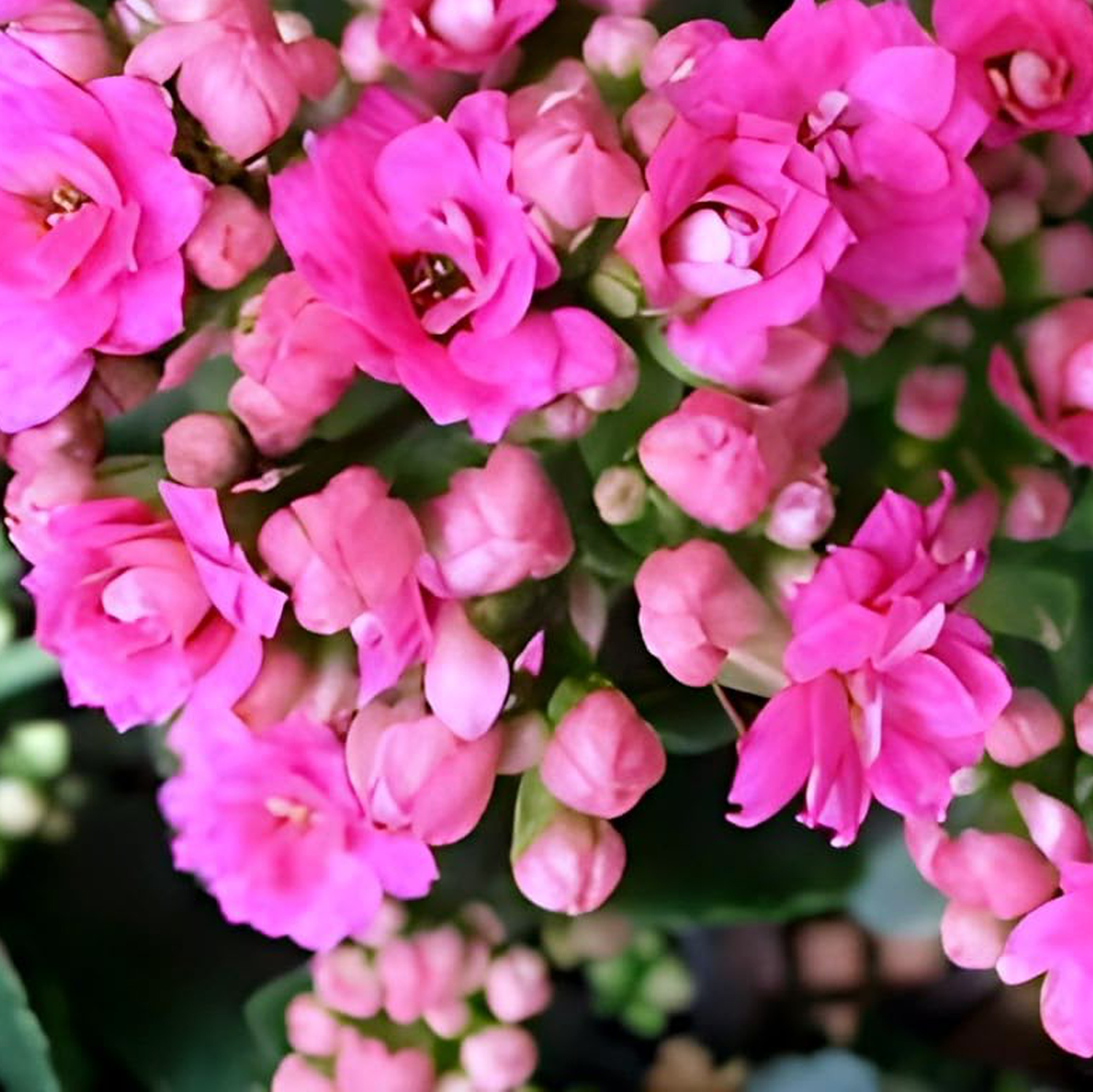 Kalanchoe Pink Plant - Image 3