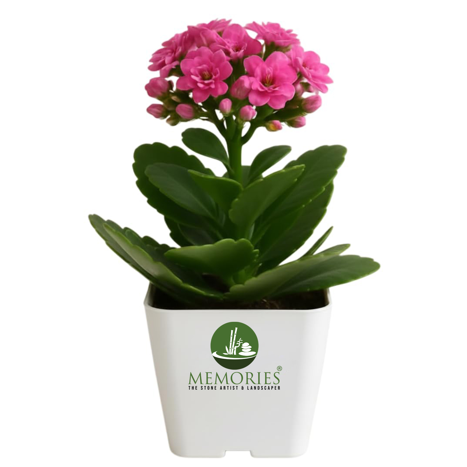 Kalanchoe Pink Plant