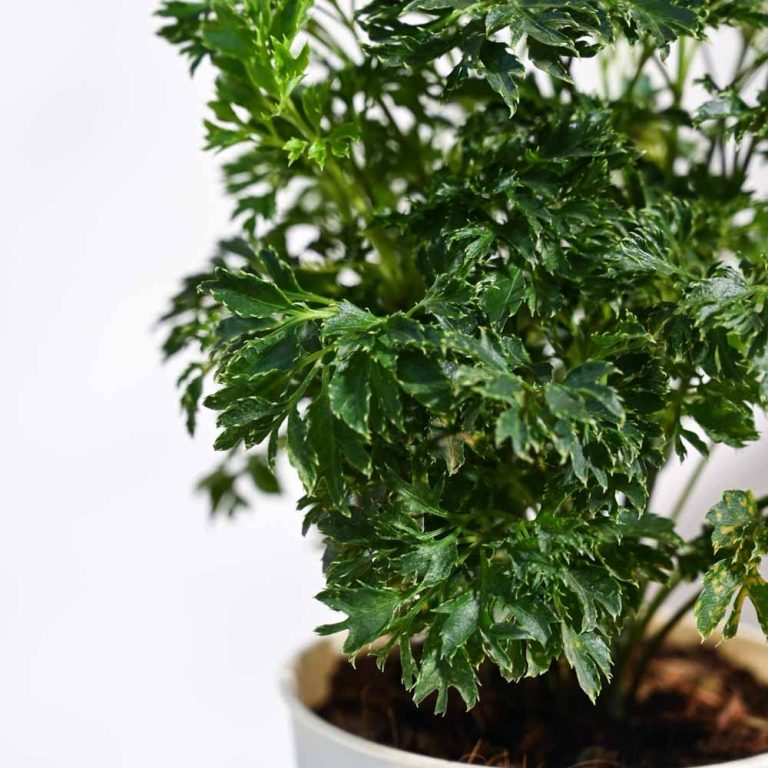 Aralia Green