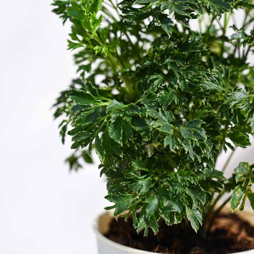 Aralia Green - Image 2