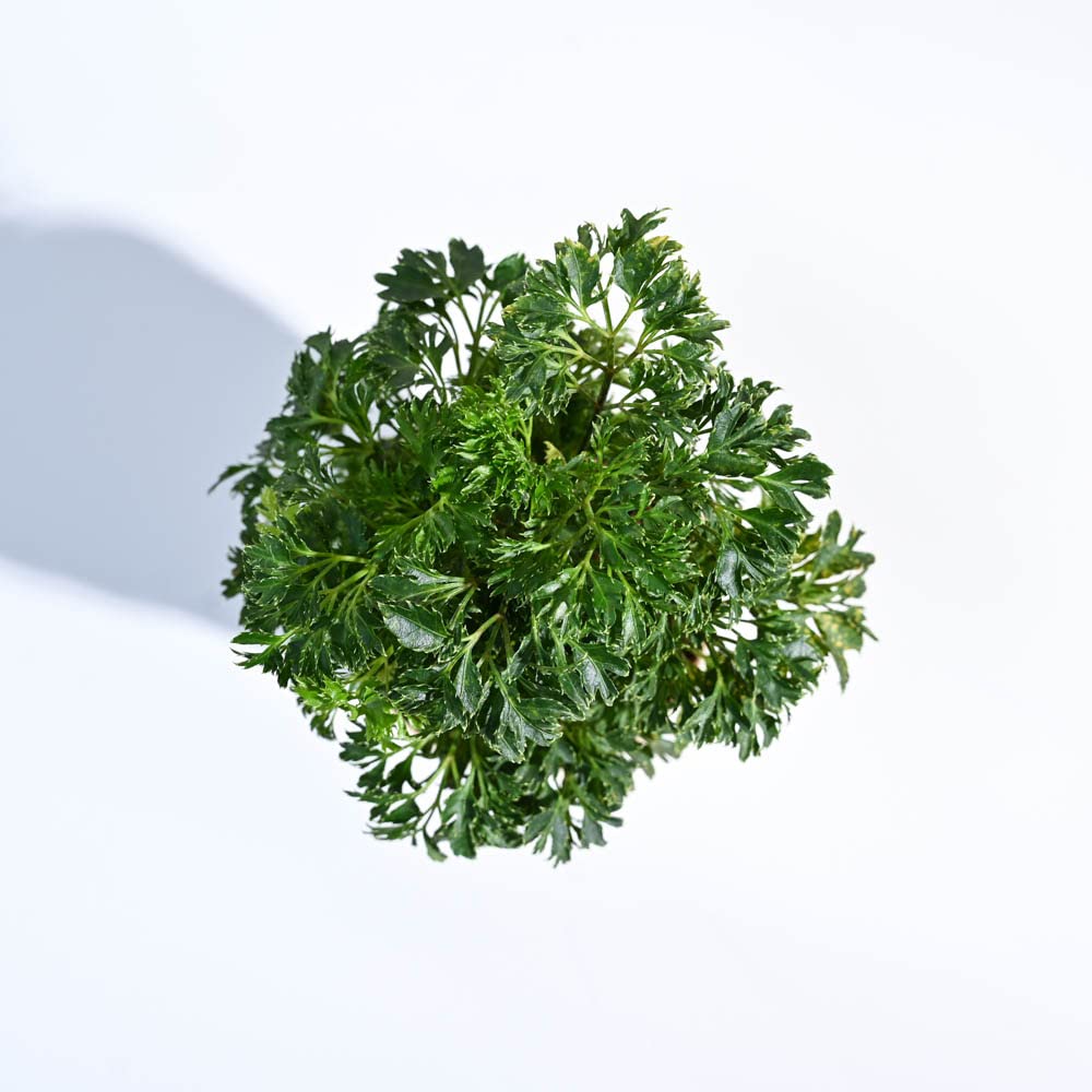 Aralia Green - Image 3