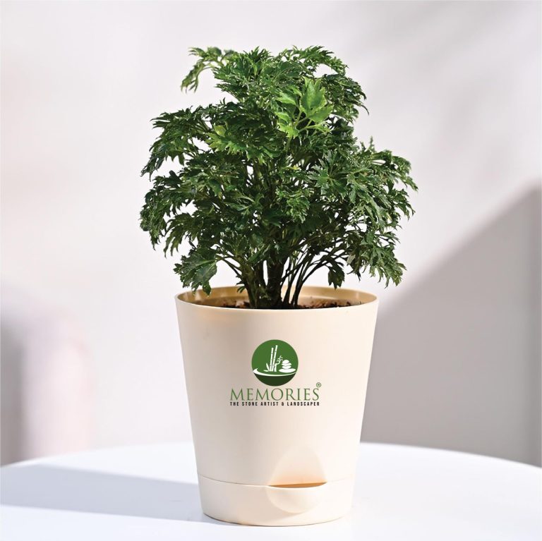 Aralia Green
