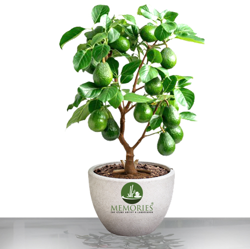 Avocado Plant 
