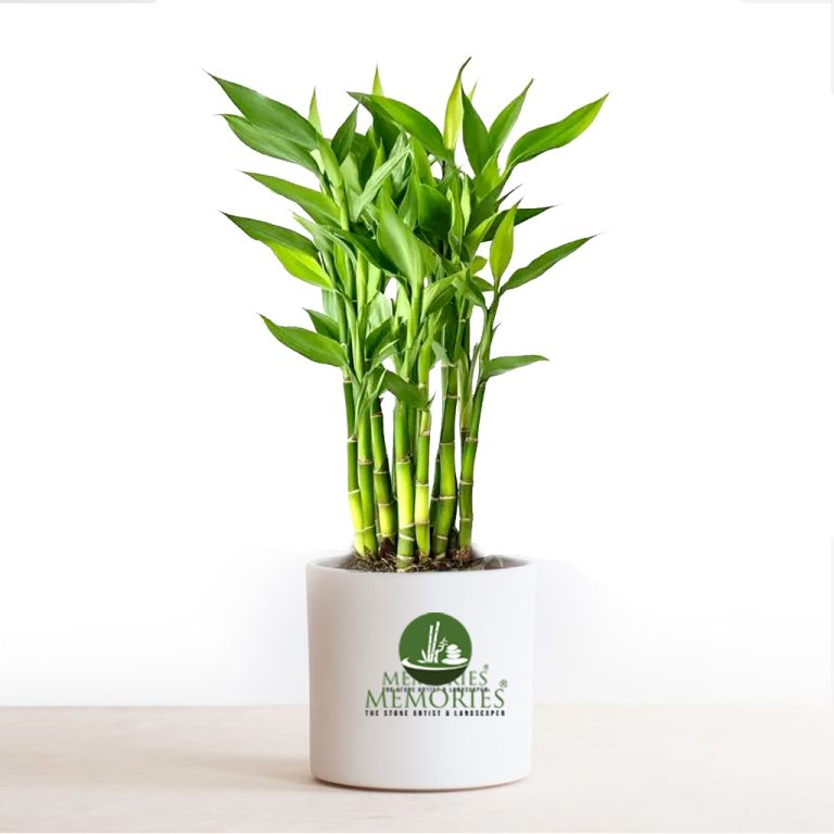 Bamboo Indoor Plant 