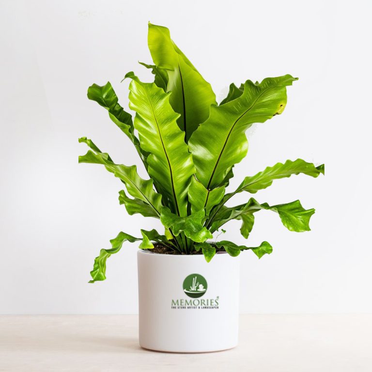 Bird Nest fern