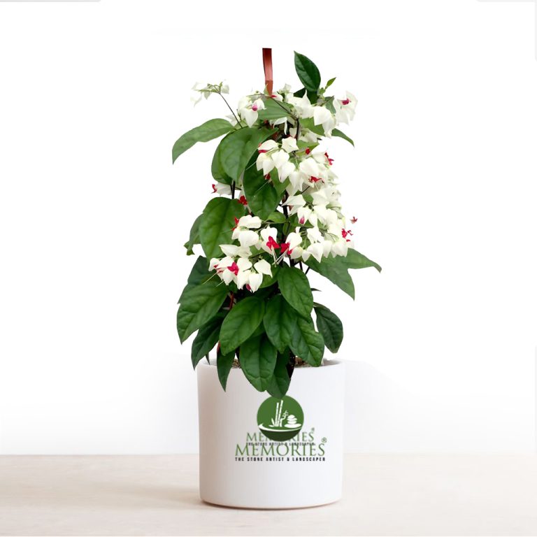 Bleeding Heart Plant