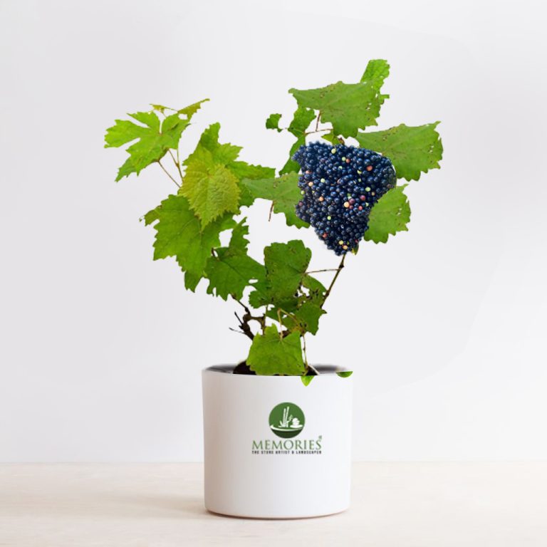 Cambodian Wild Grape