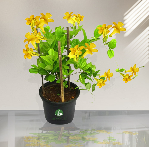 Cat's Claw Creeper