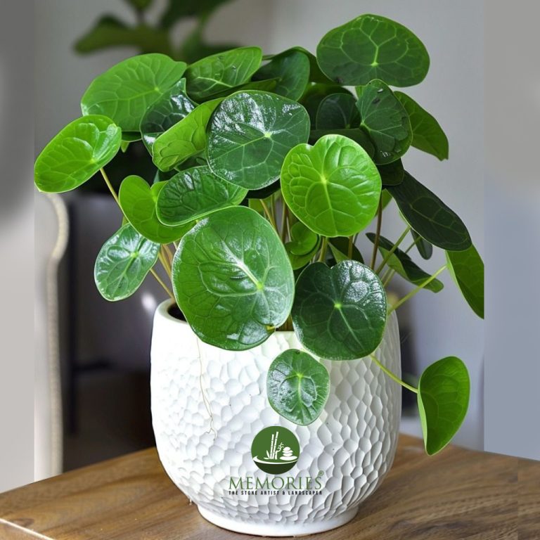 Chinese Money Plant