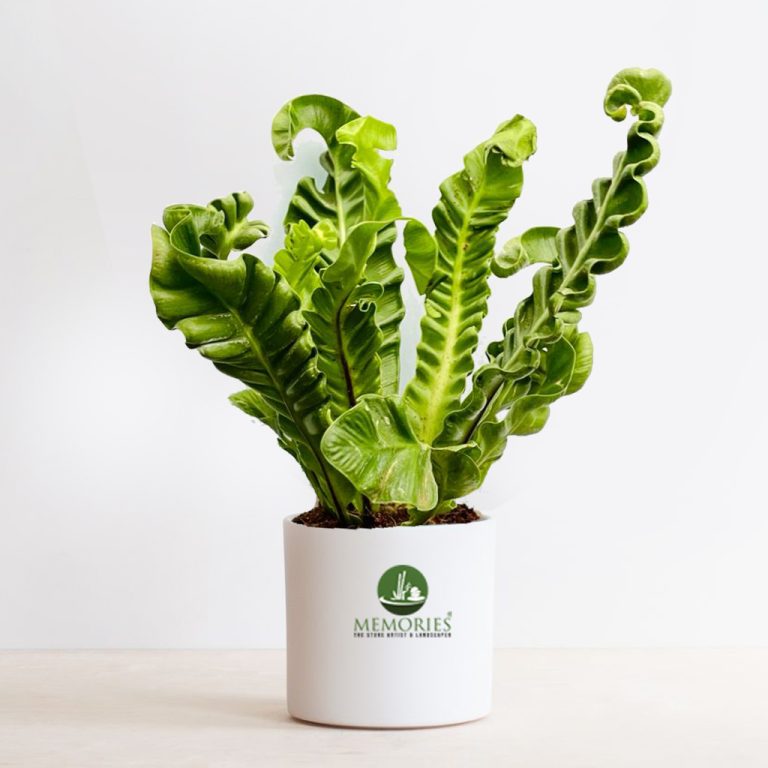 Cobra Fern