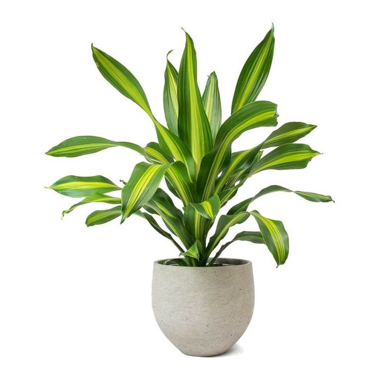 Dracaena Dara Singh