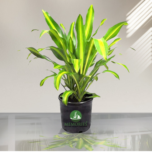 Dracaena Dara Singh