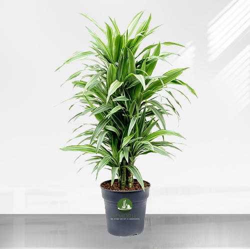 Dracaena plant