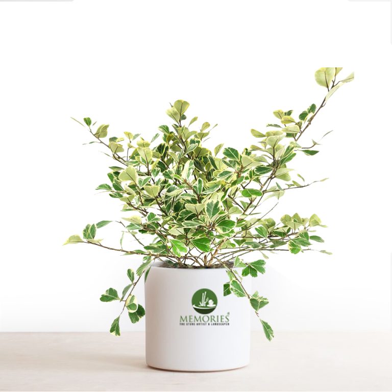 Ficus radicans variegata
