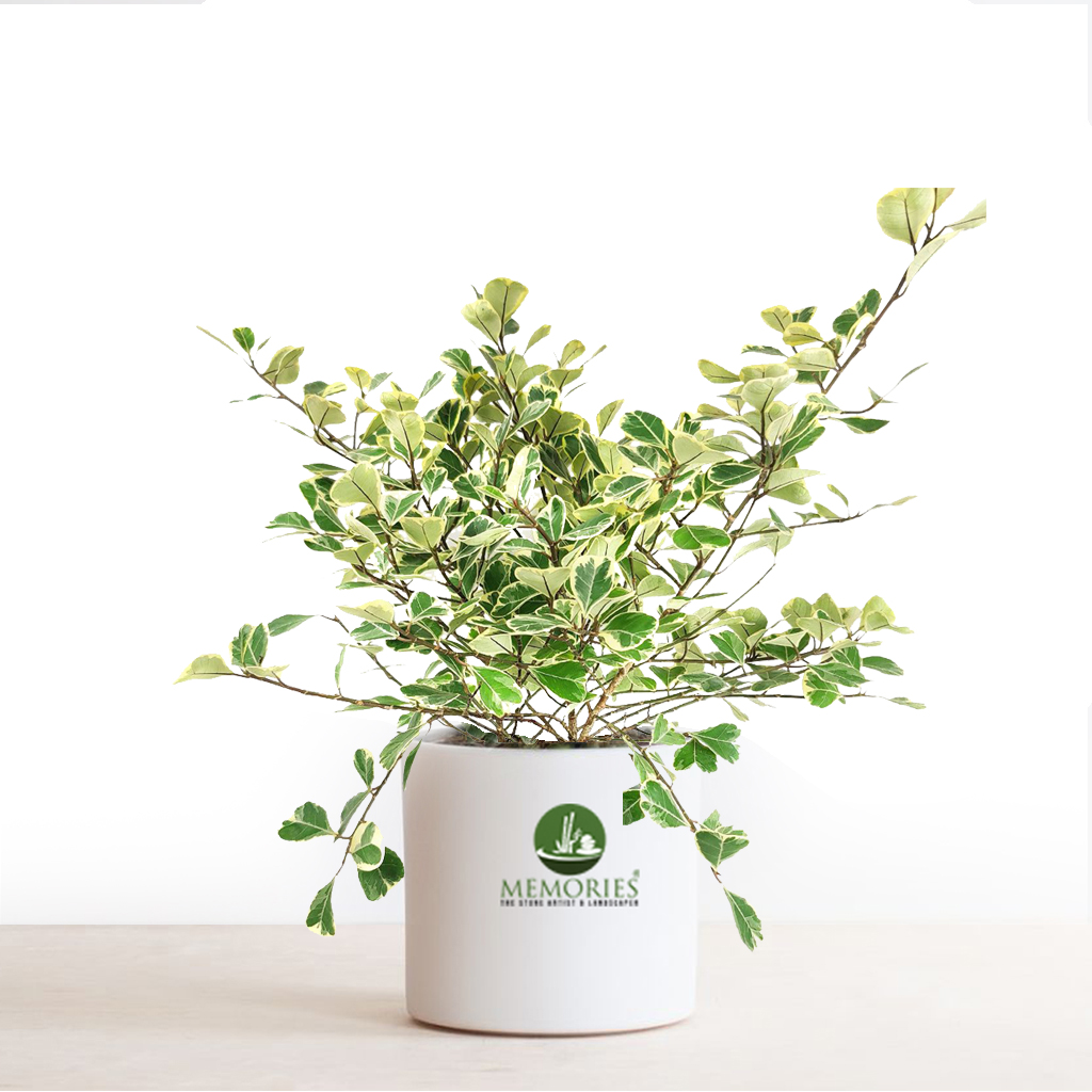 Ficus Radicans