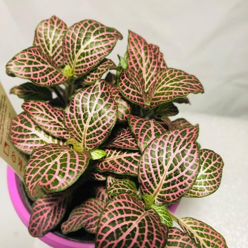 Fittonia red
