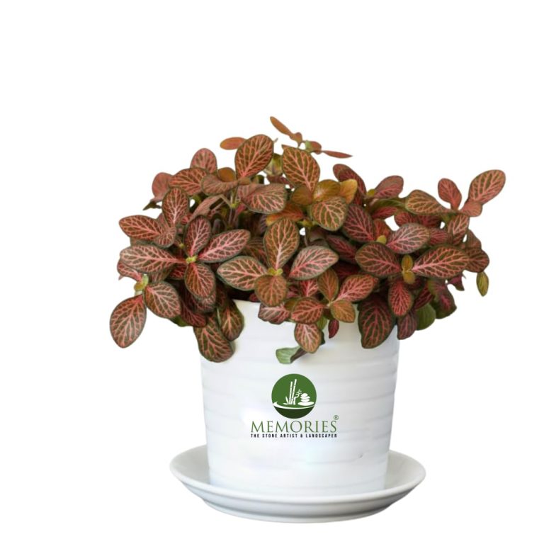 Fittonia red