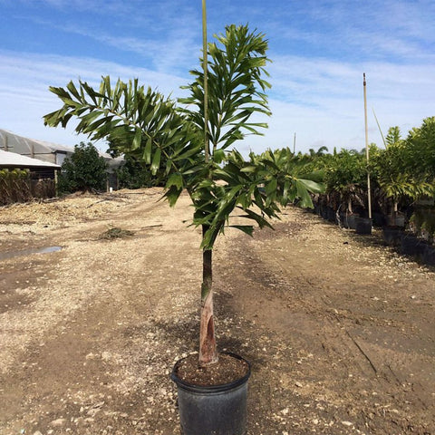 foxtail palm