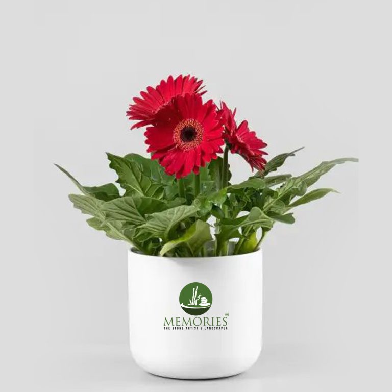 Gerbera Flower Plant
