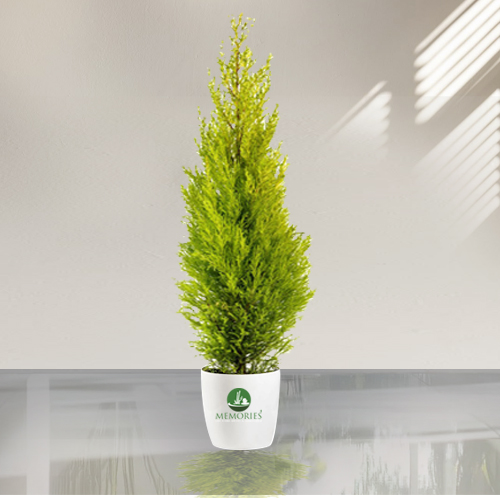Golden Cypress