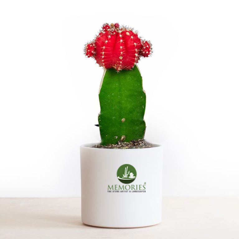 Grafted Cactus
