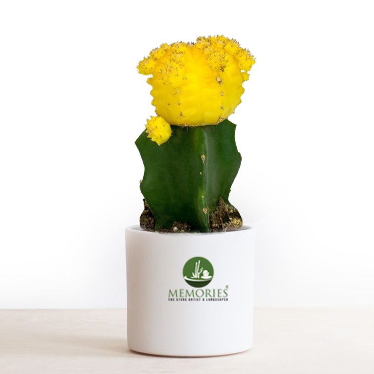 Grafted Cactus Yellow