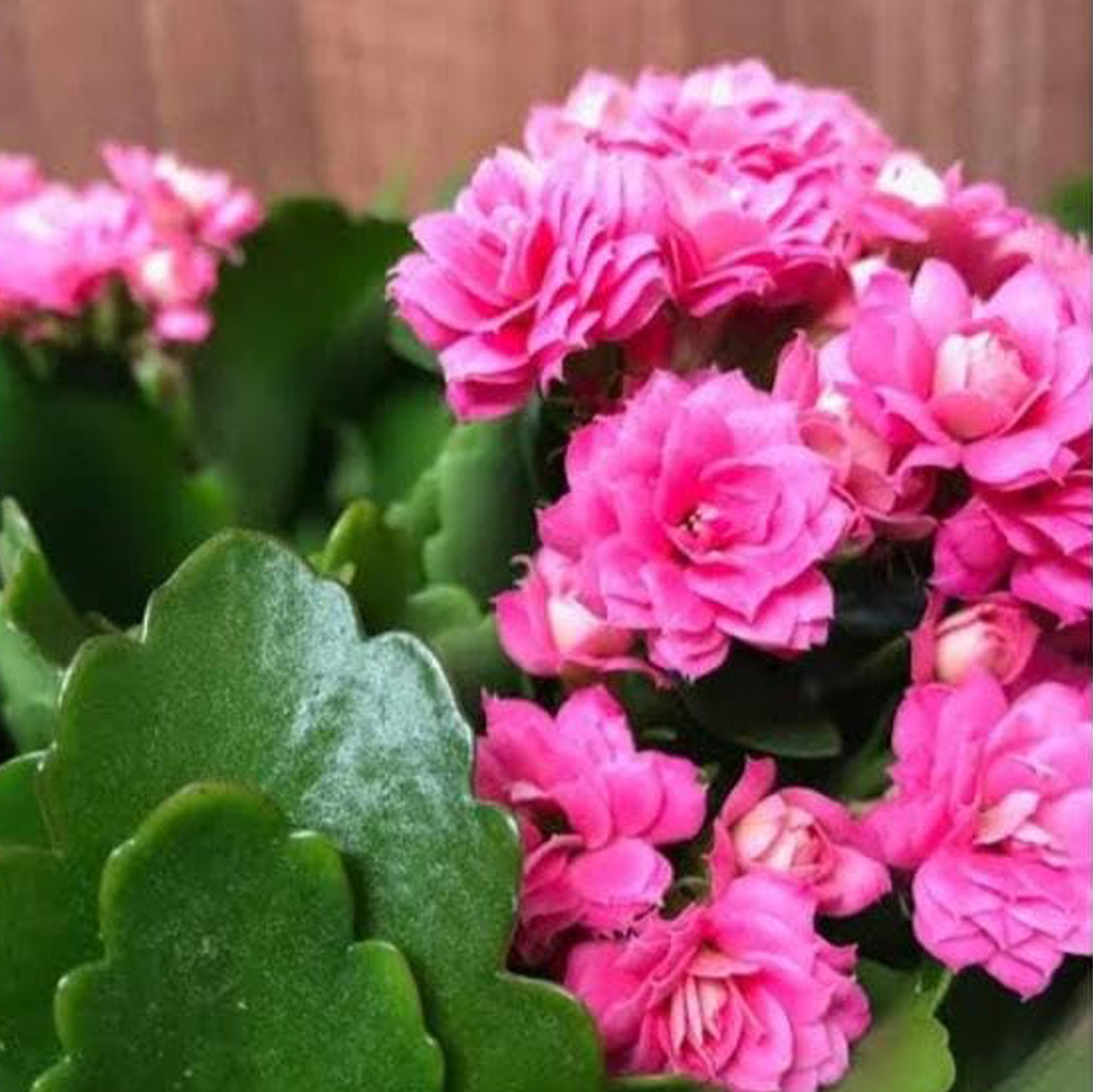 Kalanchoe Pink Plant - Image 4
