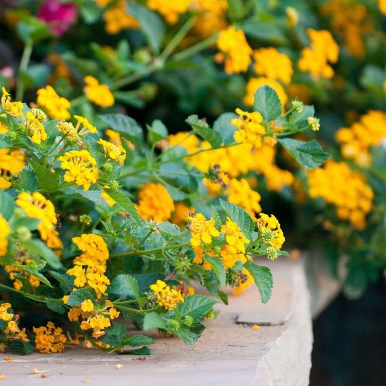 lantana plant