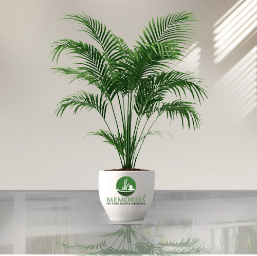 Areca Palm