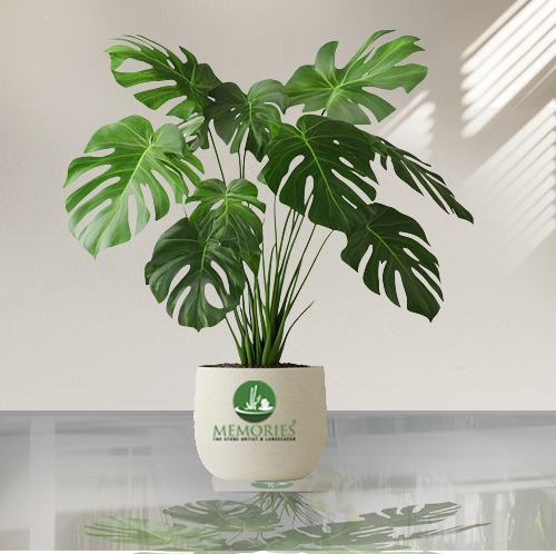 Monstera Deliciosa