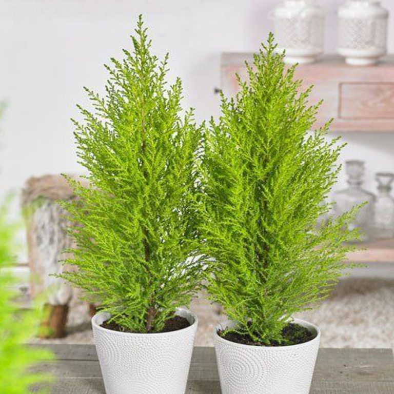 Golden Cypress