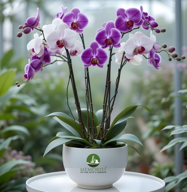 Orchid Plant