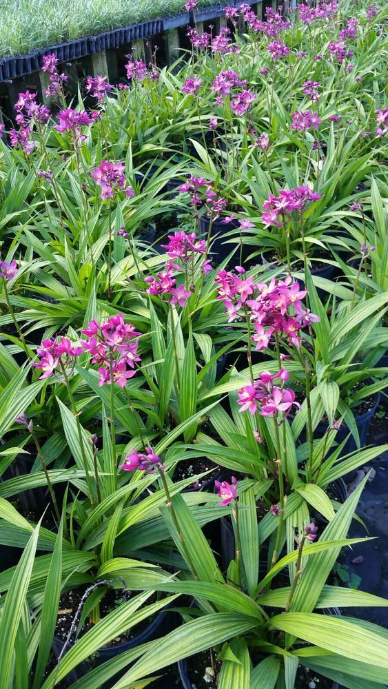 Orchid Plant - Image 3