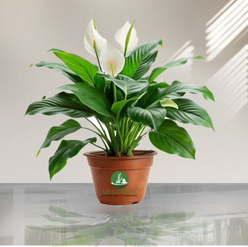 Peace Lily Big Leaf Plant