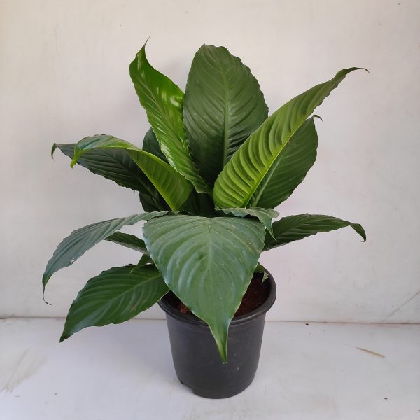 Peace Lily Big Leaf Plant