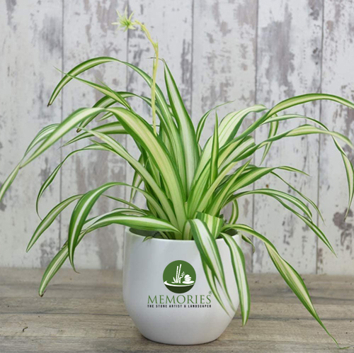 Pentanus -Spider Plant