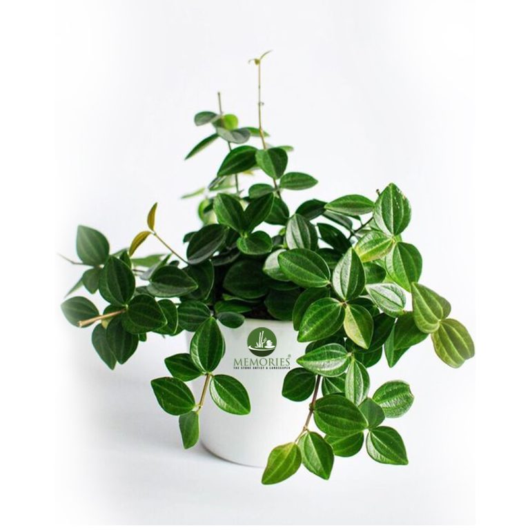 Peperomia angulata
