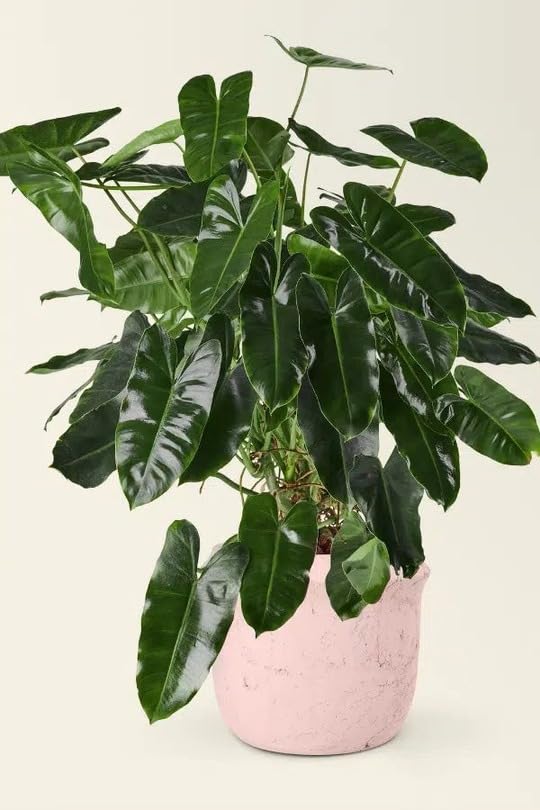 Philodendron Burle Marx Plant - Image 5
