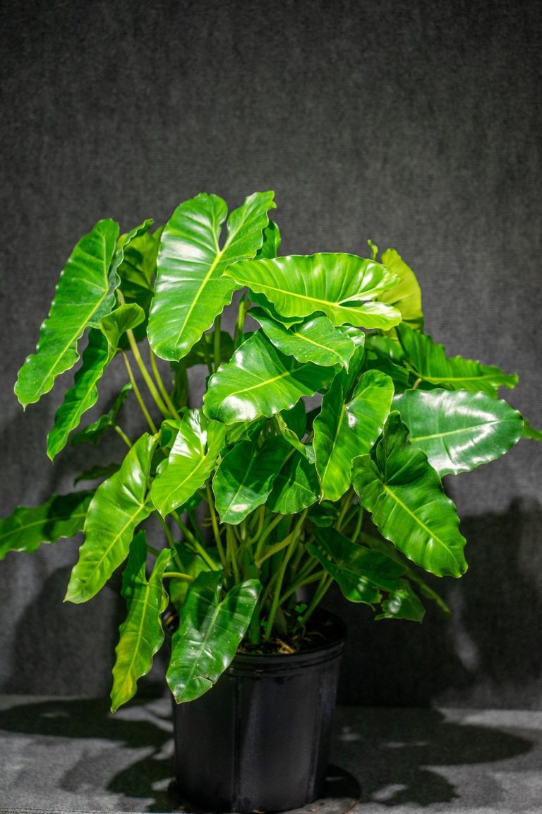 Philodendron Oxycardium Green Plant