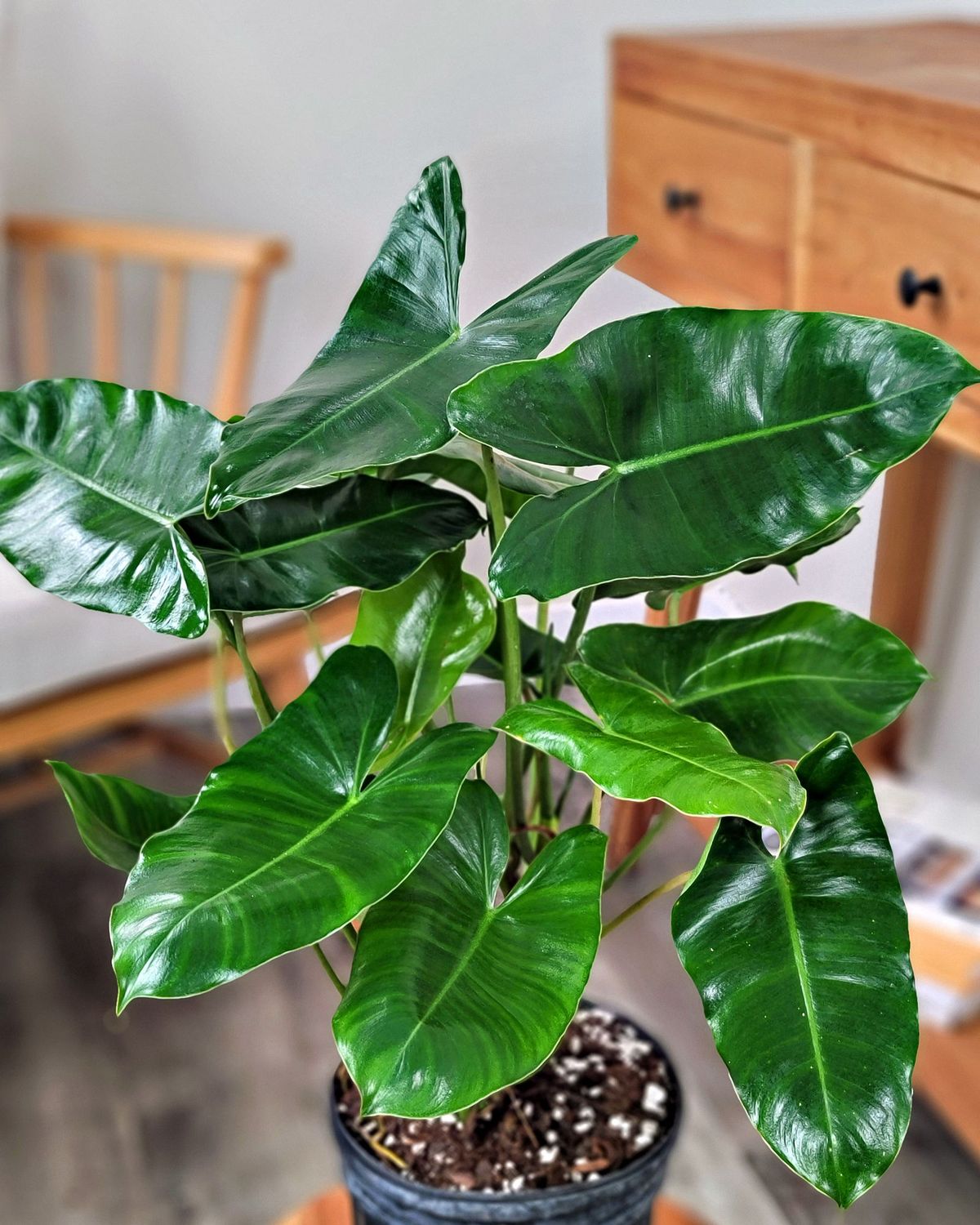 Philodendron Burle Marx Plant - Image 4