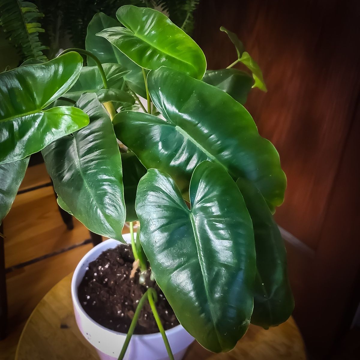 Philodendron Burle Marx Plant - Image 3