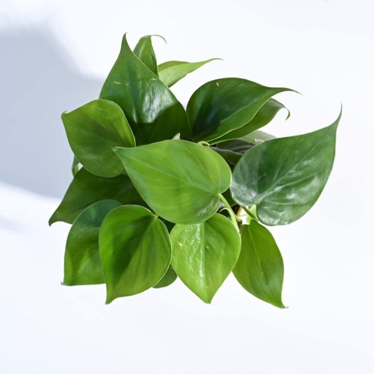 Philodendron Oxycardium Green Plant