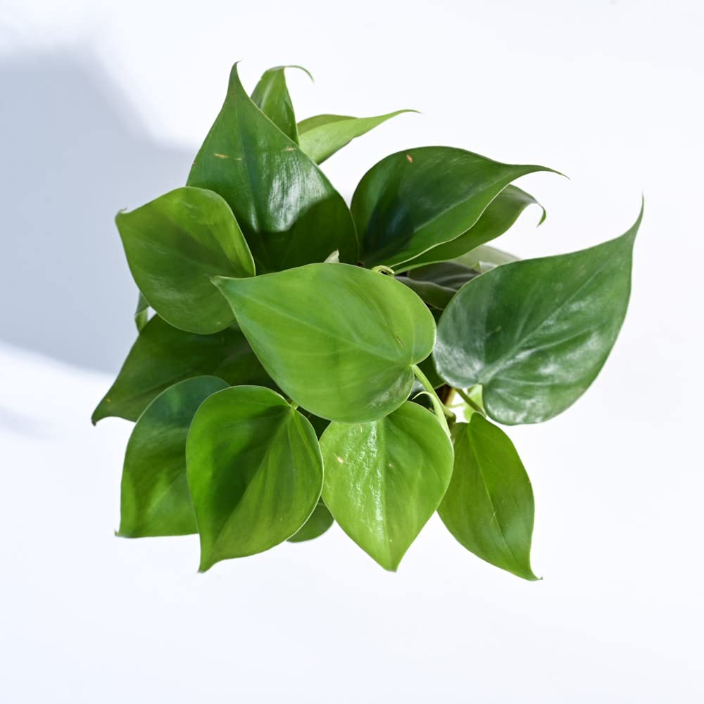 Philodendron Oxycardium Green Plant - Image 2