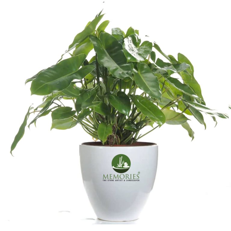 Philodendron Oxycardium Green Plant