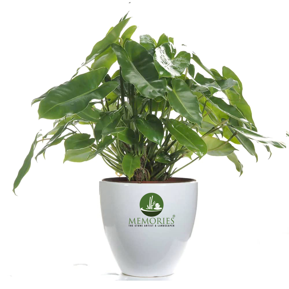 Philodendron Burle Marx Plant