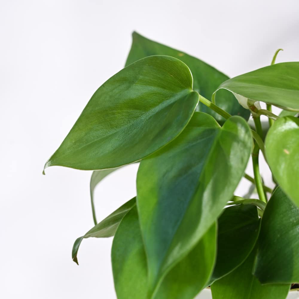 Philodendron Oxycardium Green Plant - Image 3