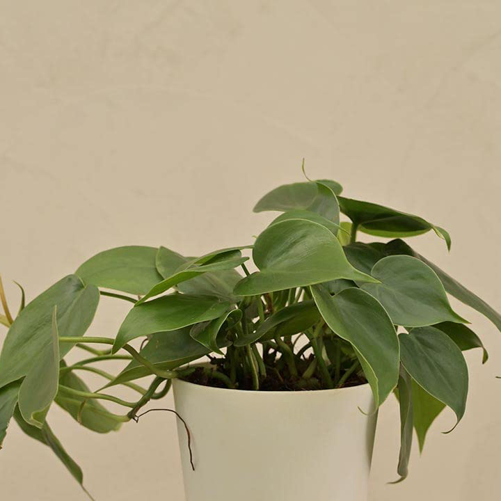 Philodendron Oxycardium Green Plant - Image 4